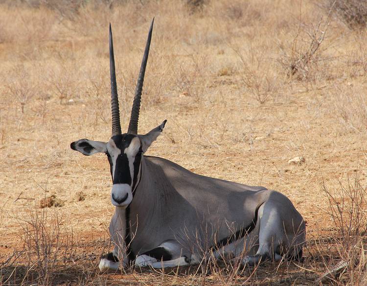 safari wangu