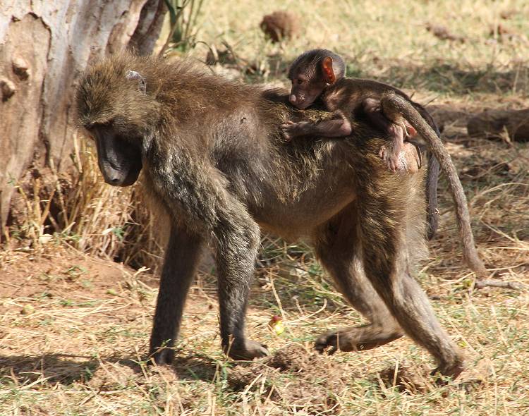 Samburu, Pavian