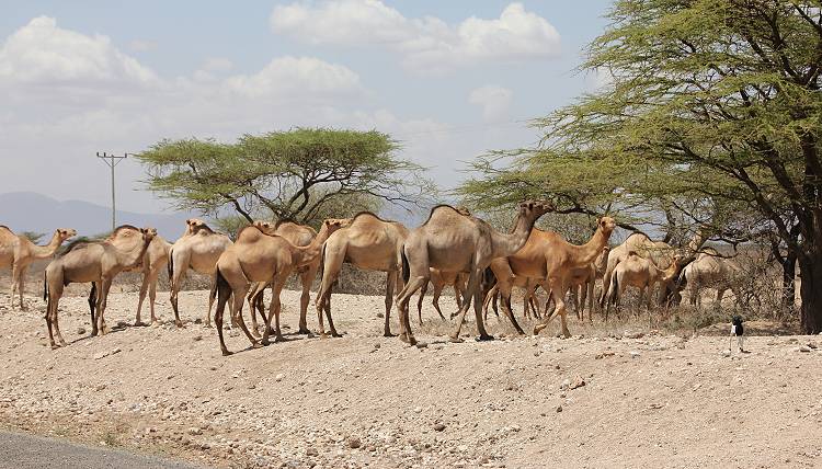 Samburu