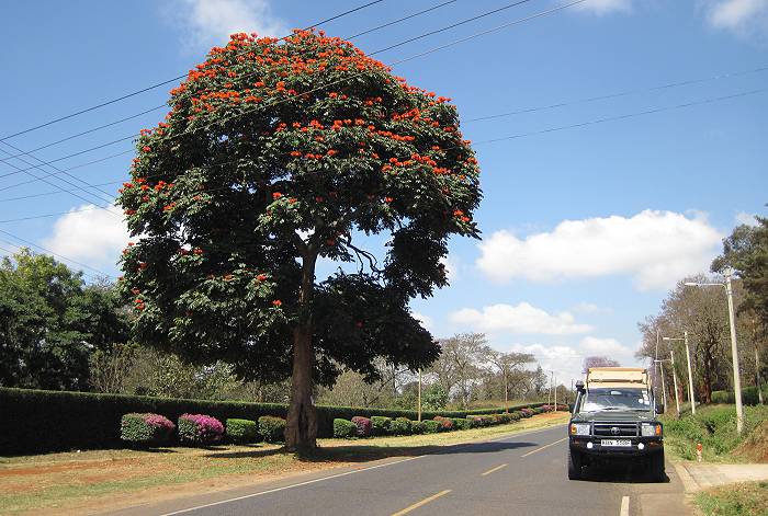 safari wangu