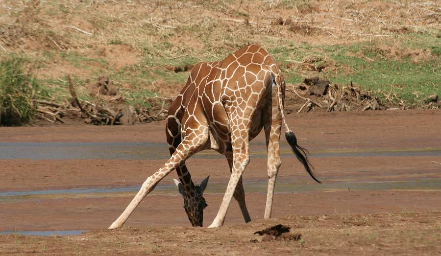 Samburu Reservat