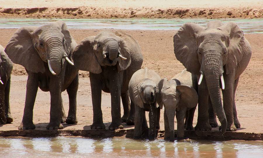 Samburu Reservat