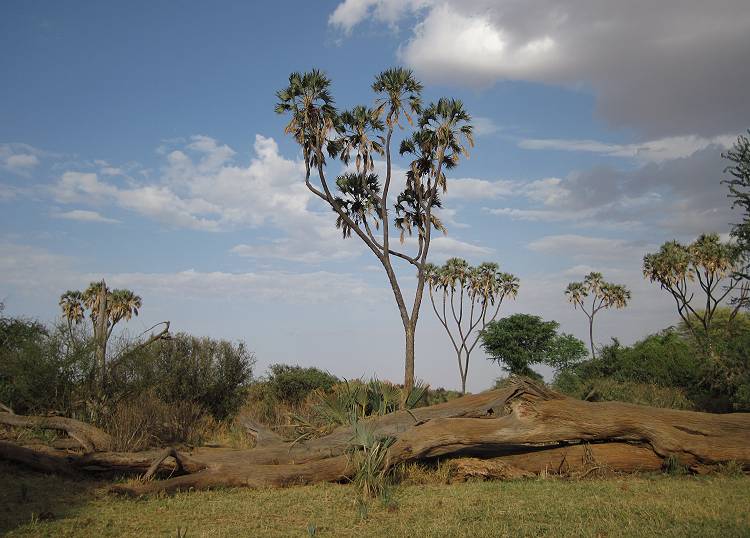 Samburu