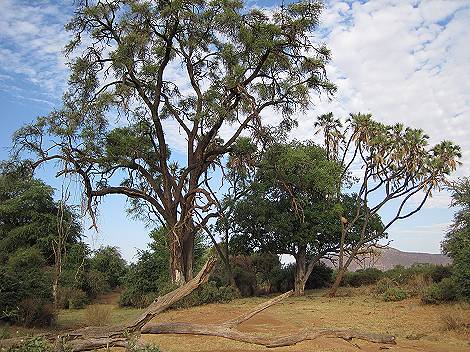 Samburu