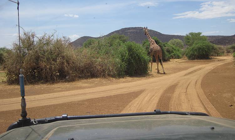 Lion King Safari Camp - Samburu