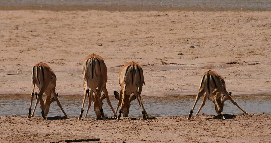 Samburu Reservat