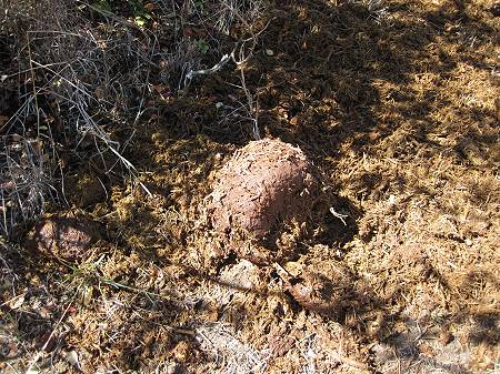 Sandai Farm - African Footprints