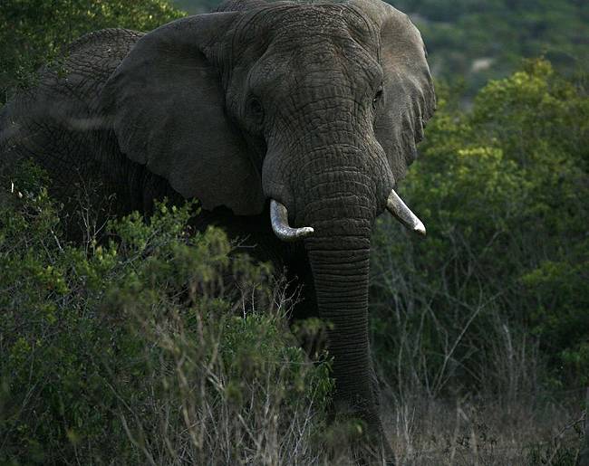 Sandai Farm - African Footprints