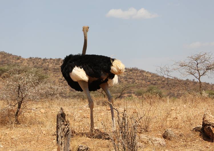 safari wangu