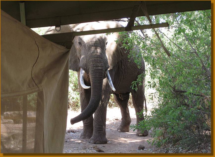 Lion King Camp, Samburu