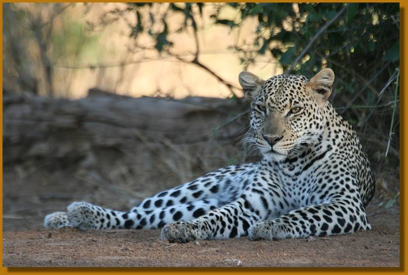 Leopard, Samburu