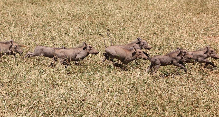 safari wangu