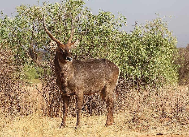 Samburu Reservat