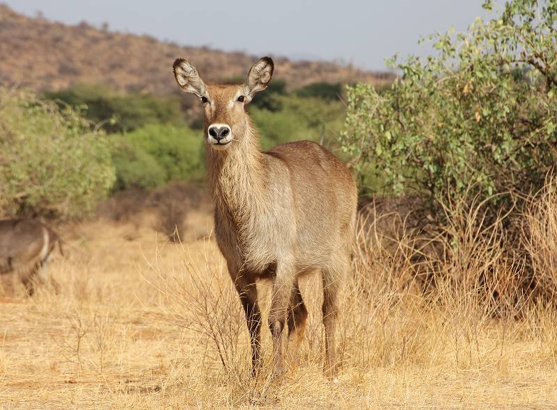 Samburu Reservat