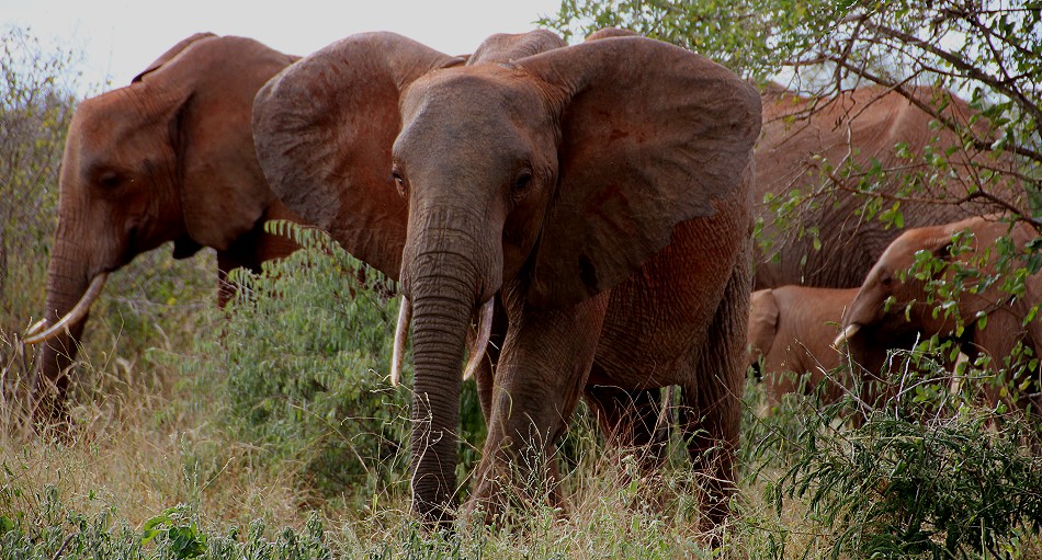 Tsavo West National Park - Kenya