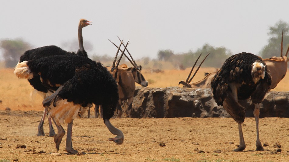 Aruba Wasserstelle - Tsavo Ost National Park