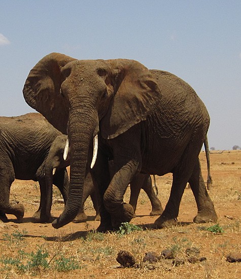 Aruba Wasserstelle - Tsavo Ost National Park