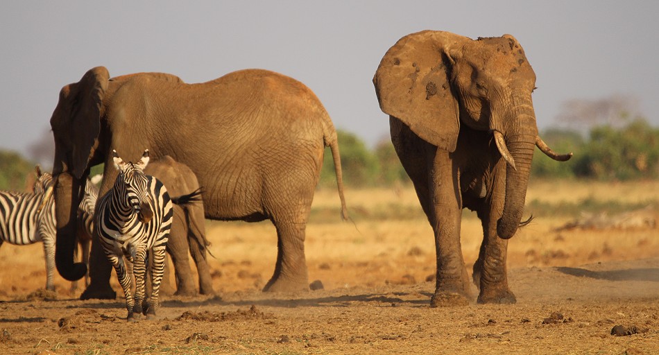 Aruba Wasserstelle - Tsavo Ost National Park