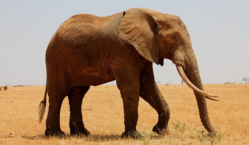 Aruba Wasserstelle - Tsavo Ost National Park