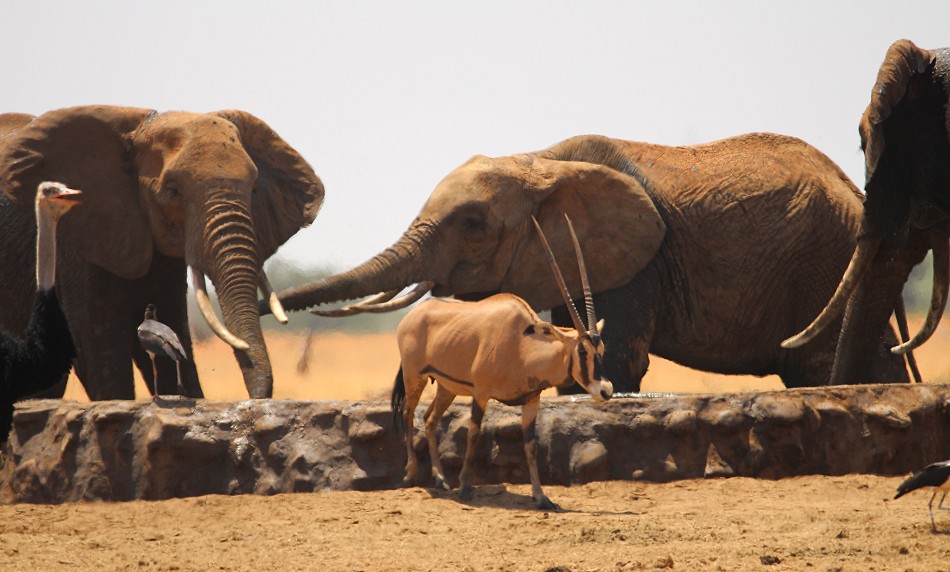 Aruba Wasserstelle - Tsavo Ost National Park