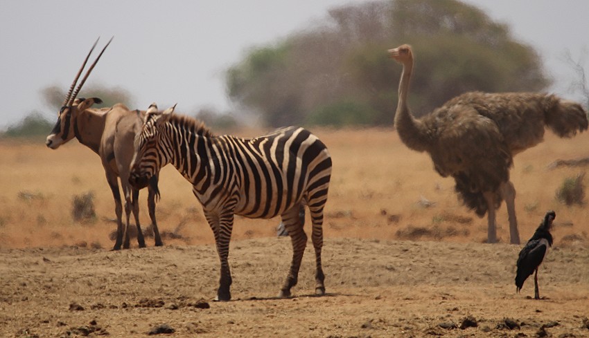 Aruba Wasserstelle - Tsavo Ost National Park