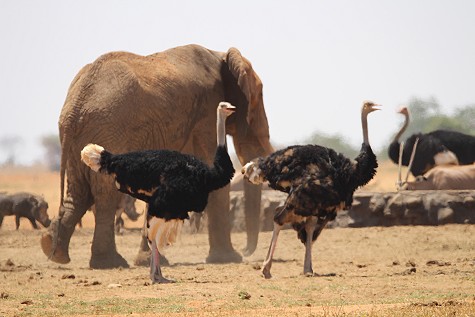 Aruba Wasserstelle - Tsavo Ost National Park