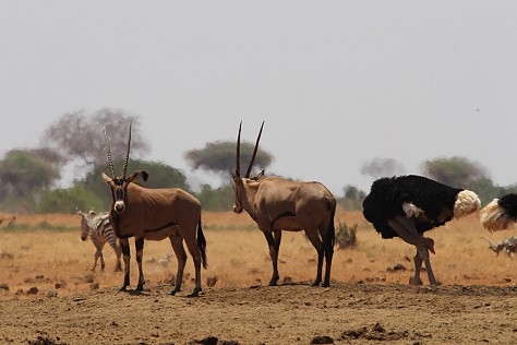 Aruba Wasserstelle - Tsavo Ost National Park