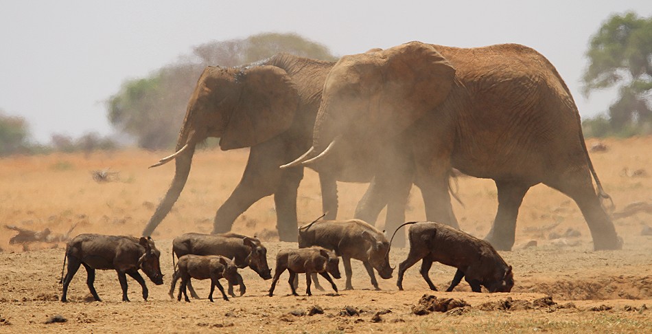 Aruba Wasserstelle - Tsavo Ost National Park