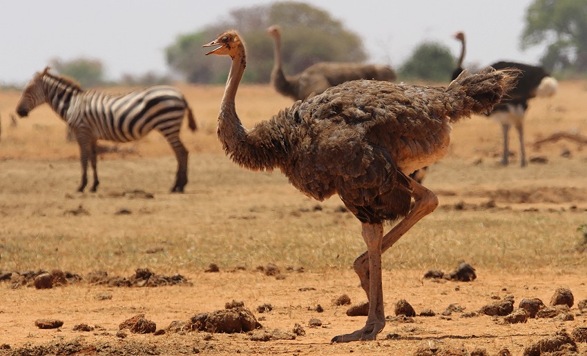 Aruba Wasserstelle - Tsavo Ost National Park