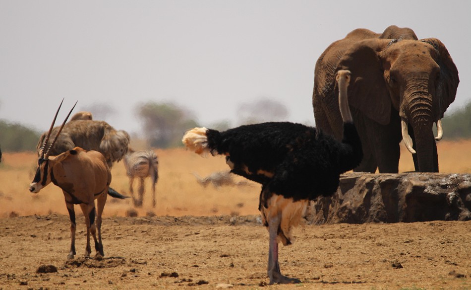 Aruba Wasserstelle - Tsavo Ost National Park