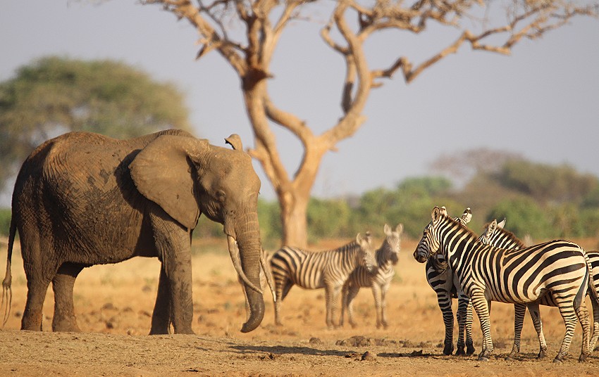 Aruba Wasserstelle - Tsavo Ost National Park