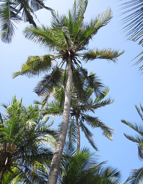 Bamburi Beach - Mombasa Nordküste