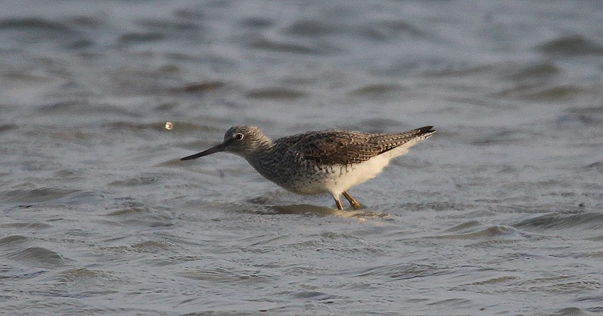 Bruchwasserläufer