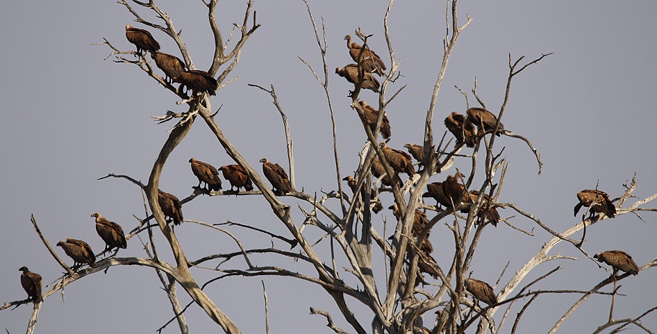 Geier, Tsavo Ost