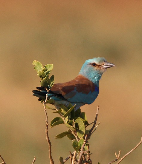 Blauracke, Tsavo Ost