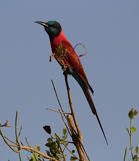 Kaminspint, Tsavo Ost