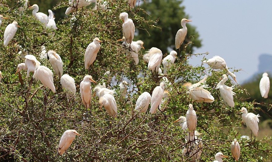 Kuhreiher, Tsavo Ost