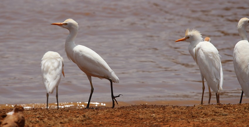 Kuhreiher, Tsavo Ost