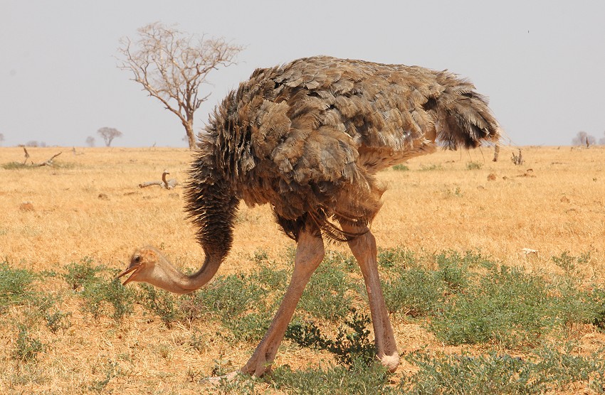 Somalistrauß, Henne