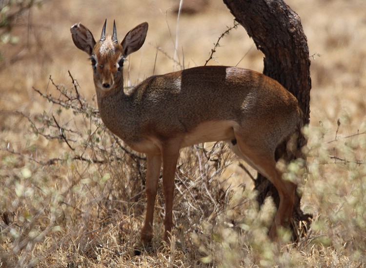 Dik Dik