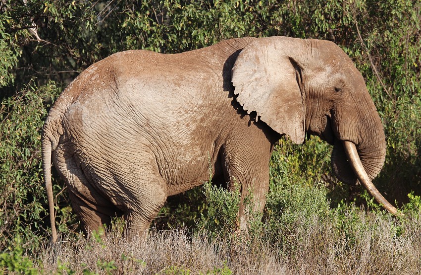 rote Tsavo Elefanten