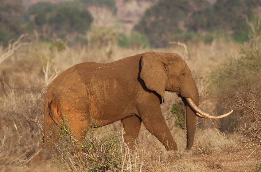 rote Tsavo Elefanten