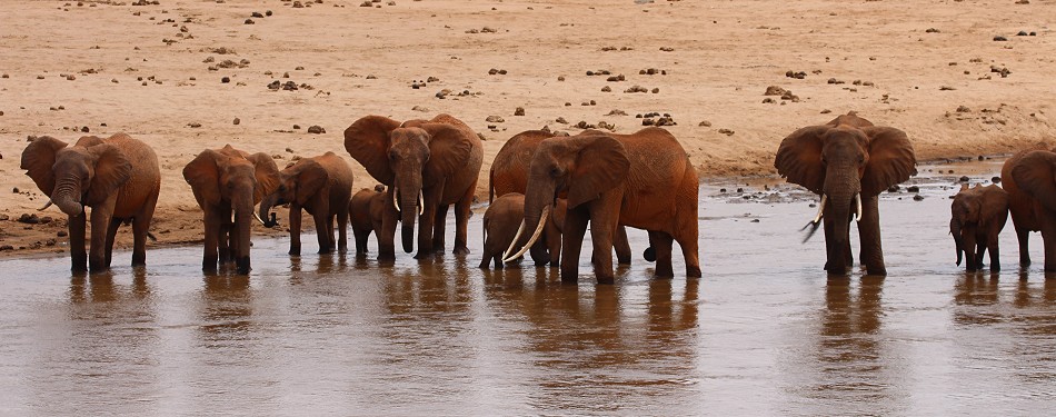 rote Tsavo Elefanten im Galana