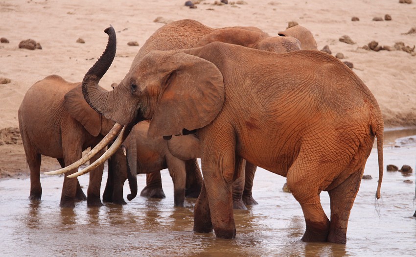 rote Tsavo Elefanten im Galana