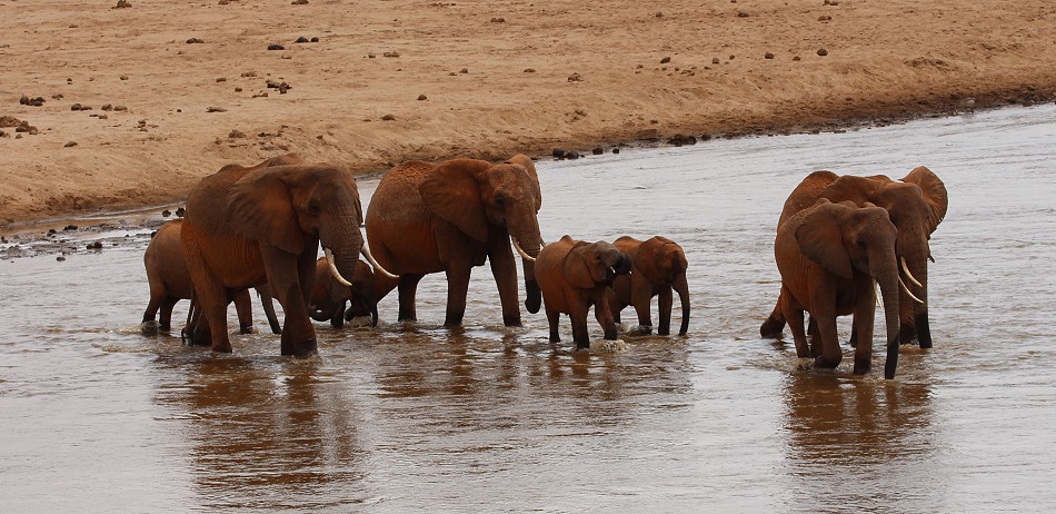 rote Tsavo Elefanten im Galana