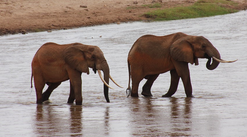 rote Tsavo Elefanten im Galana