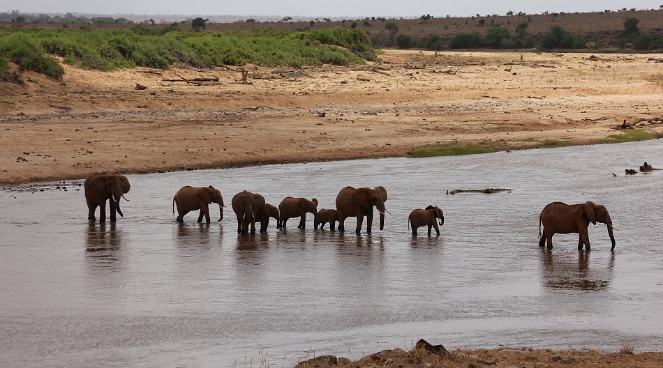 rote Tsavo Elefanten im Galana