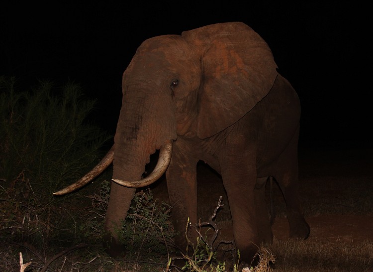 rote Tsavo Elefanten