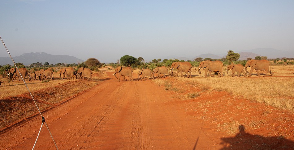 rote Tsavo Elefanten