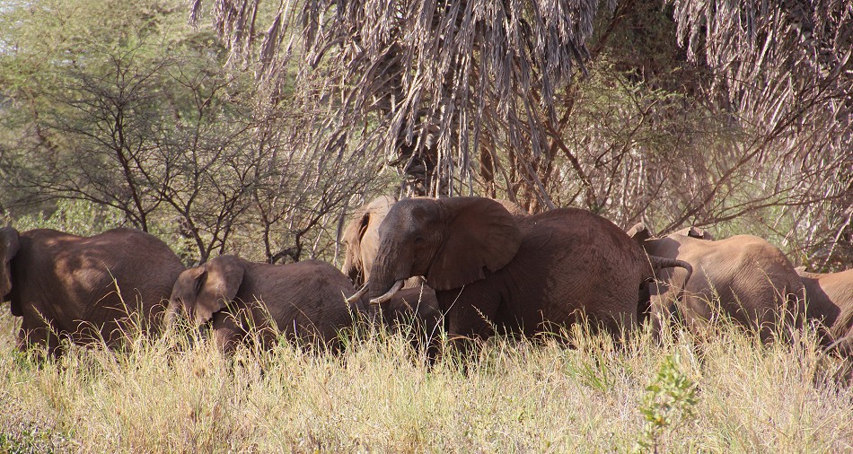 rote Tsavo Elefanten